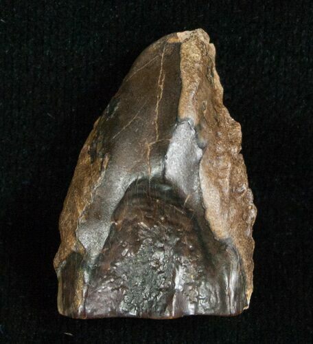 Large Triceratops Shed Tooth - #5687